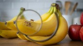 바나나 껍질에 알이? 거실 점령한 초파리 퇴치와 과일 신선도 사수하는 과학적 보관법